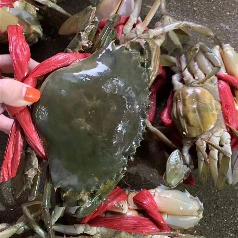 福建东山红鲟膏蟹一只8两左右鲜活螃蟹 活寄活收