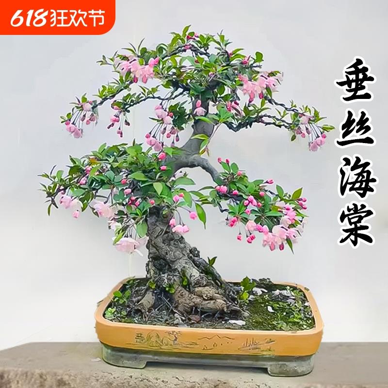 垂丝海棠花盆栽老桩带花苞四季开花盆景树苗室内鲜花卉绿植物好养