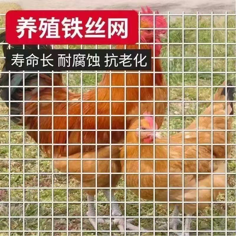 贵州不锈钢筛网5目-500目过滤网不锈钢防蚊防鼠高清网丝网钛网