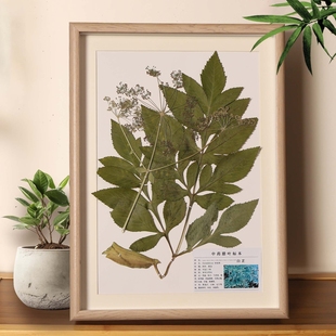 植物腊叶标本中草药装饰画框上千种中药材展示科普使用