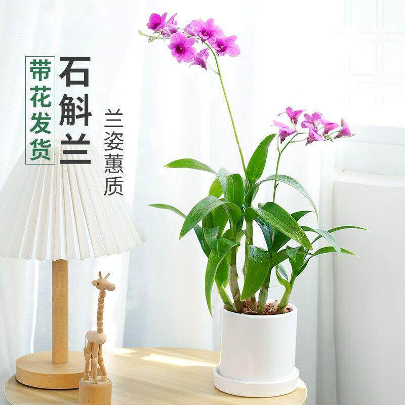 石斛兰盆栽(带花苞)室内花卉绿植四季开花易活好养植物盆景