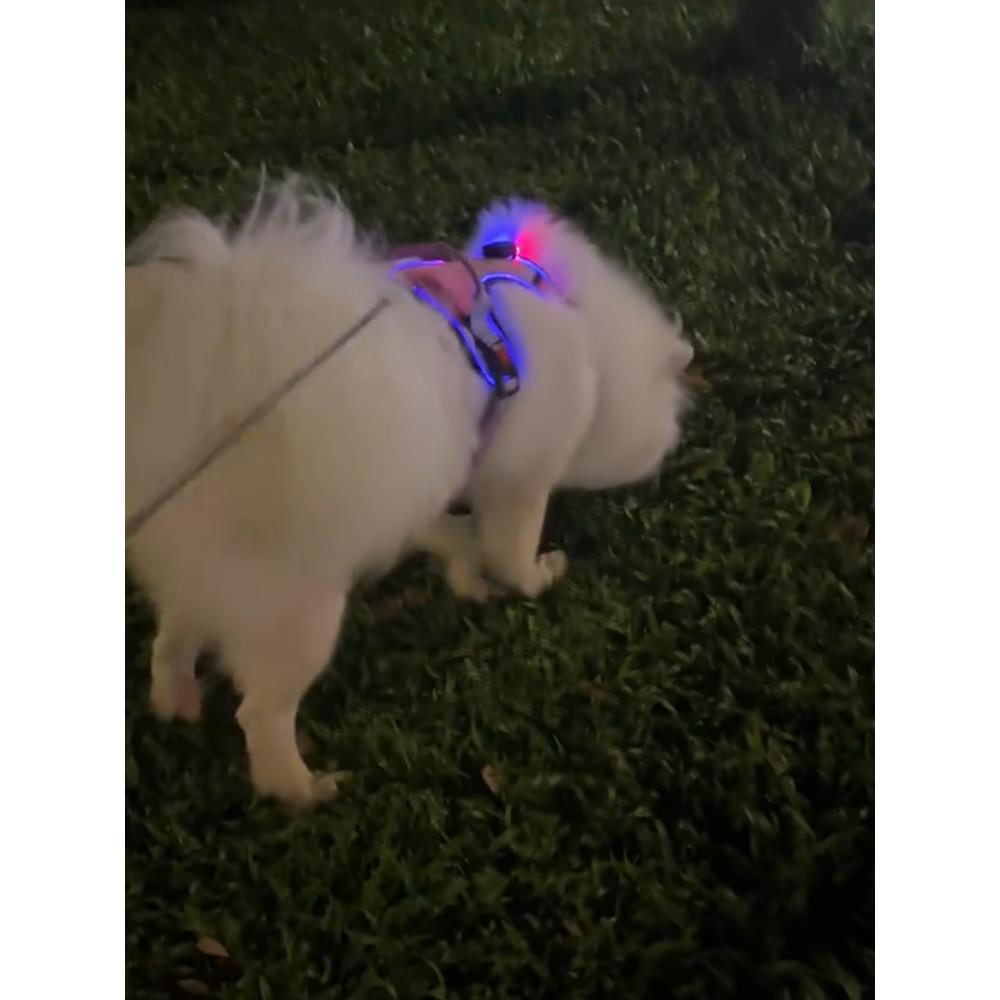 狗发光背带LEDUSB充电反光小型网布透气胸牵引夜间安全可调节渐变