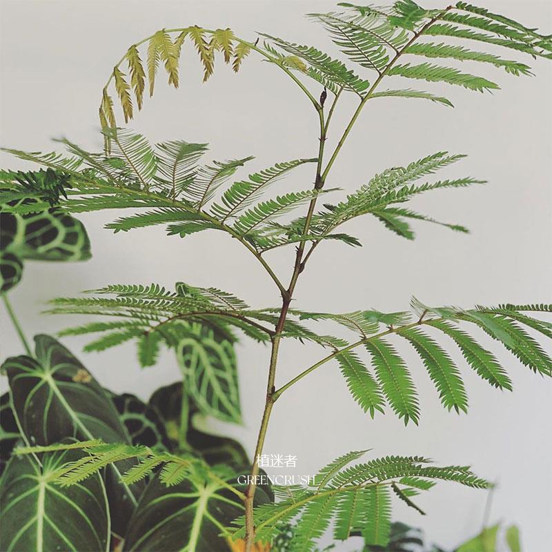 密叶猴耳环害羞猴中式庭院喜耐阴室内绿植网红观叶小盆栽 植迷者