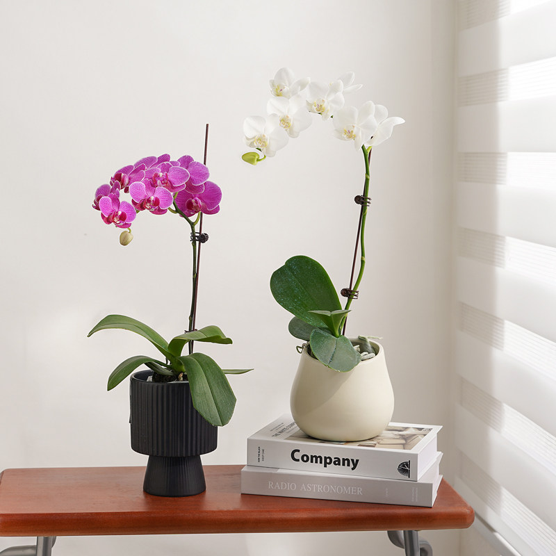 蝴蝶兰盆栽带花花卉植物室内花苗客厅特级兰花鲜花盆景四季好养活