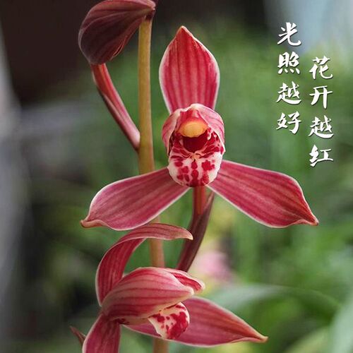 千禧红可水培的兰花 金边兰花苗 好养易活室内外花卉绿植盆栽