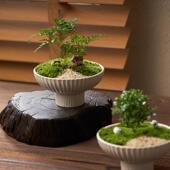 苔藓微景观狼尾蕨办公室内桌面生态工位绿植创意盆栽盆景懒人好养