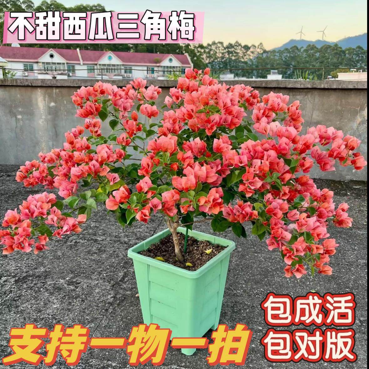 不甜西瓜三角梅（一物一拍）大苗超勤花超美原生可爬藤高飘枝好养,鲜花速递/花卉仿真/绿植园艺,绣球/木绣球/木本植物,淘宝优惠券,粉丝福利购,淘宝优惠卷