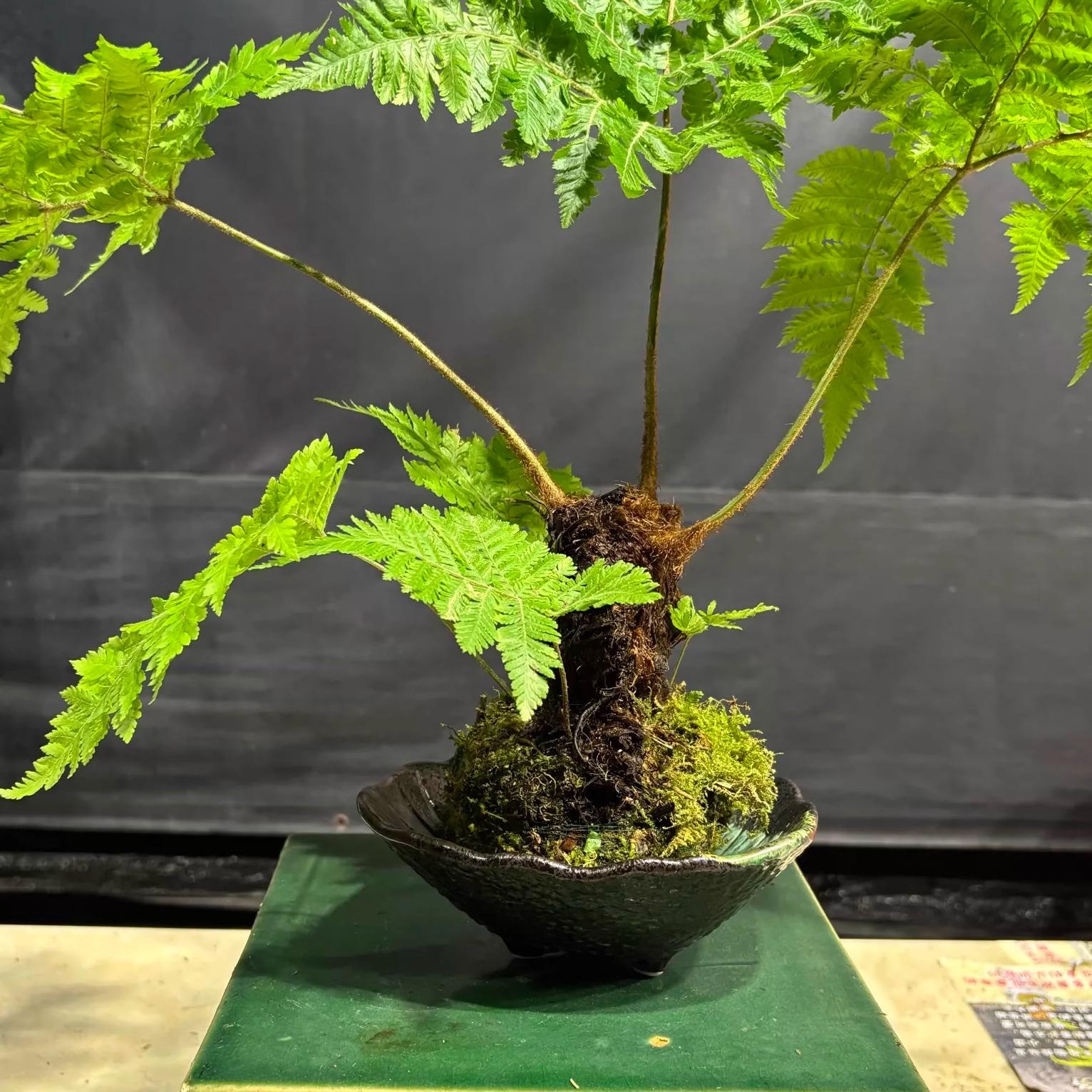 水培苔藓球室内办公室桌面绿植四季常青迷你小盆栽苔玉植物盆景