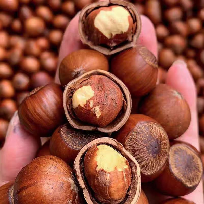 新货东北开口大榛子薄皮特大榛子原味炒熟坚果特产袋装价,零食/坚果/特产,榛子,淘宝优惠券,粉丝福利购,淘宝优惠卷