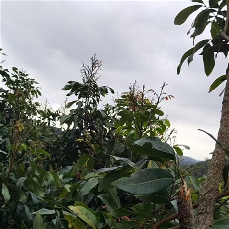 热销高州仙桃荔枝嫁接果树枝条新鲜芽条当天剪荔枝枝条嫁接芽新鲜