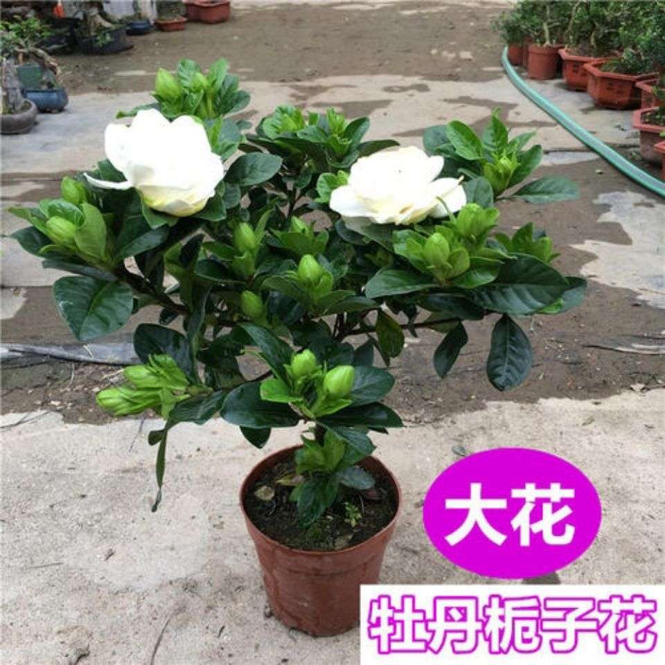 独杆栀子花盆栽带花苞浓香型花卉室内植物阳台庭院大叶牡丹棒棒糖