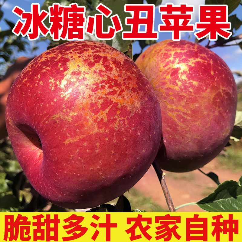 云南昭通丑苹果当季现摘时令新鲜水果冰糖心红富士整箱脆甜多汁