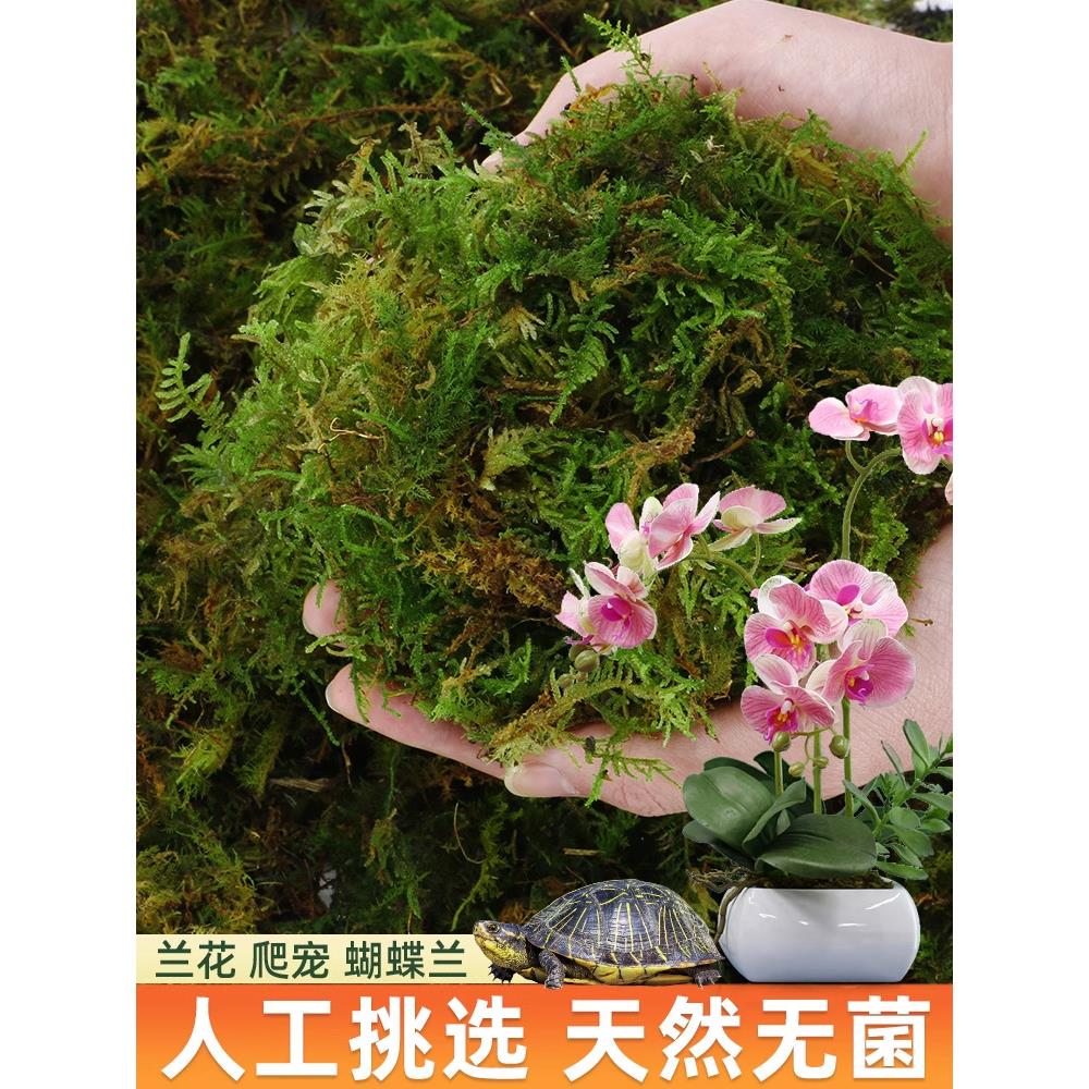 天然干苔藓水苔蝴蝶兰专用爬宠乌龟冬眠草青苔兰花石斛种植营养土