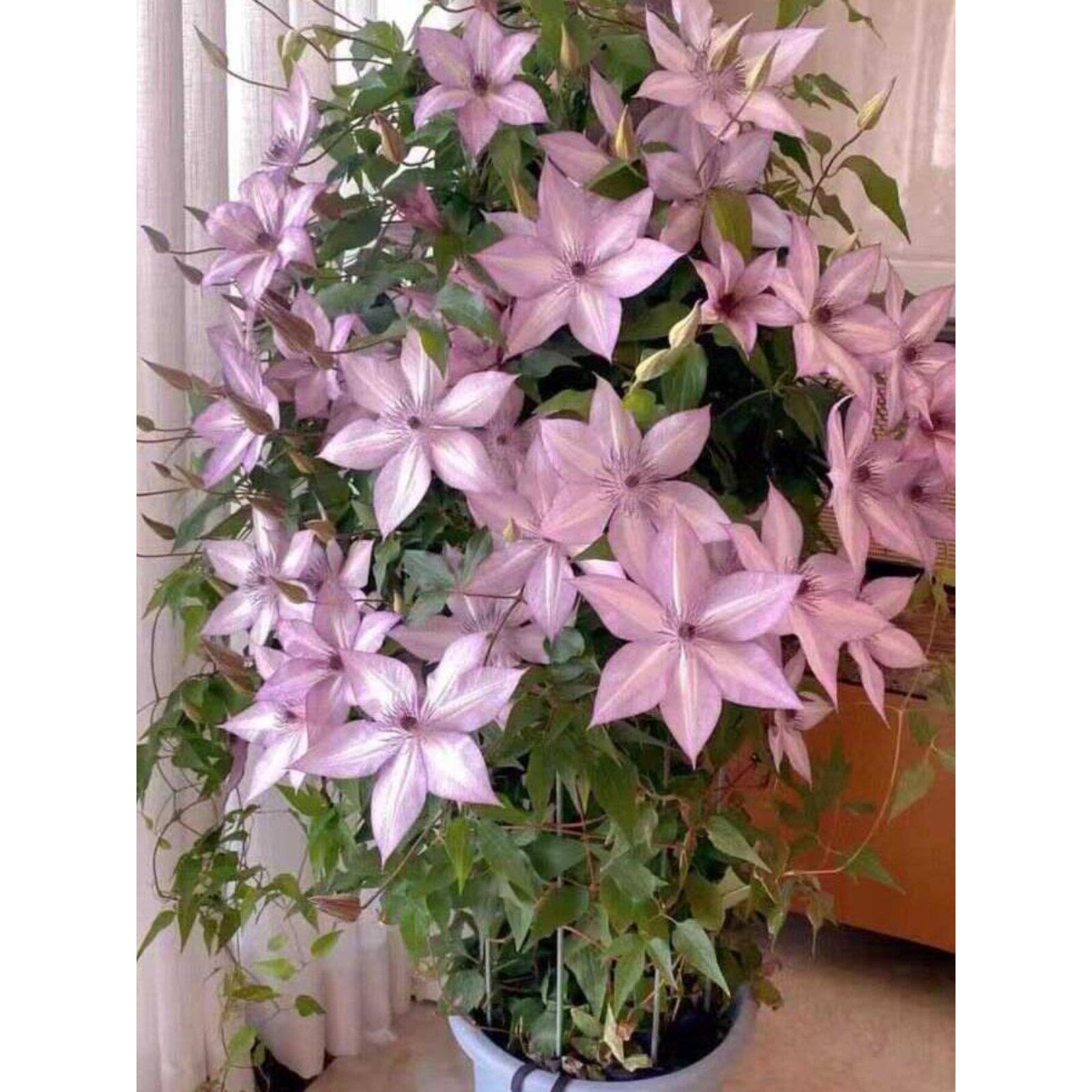 铁线莲大苗盆栽藤本爬藤植物花卉重瓣倒影乌托邦庭院耐寒适合新手
