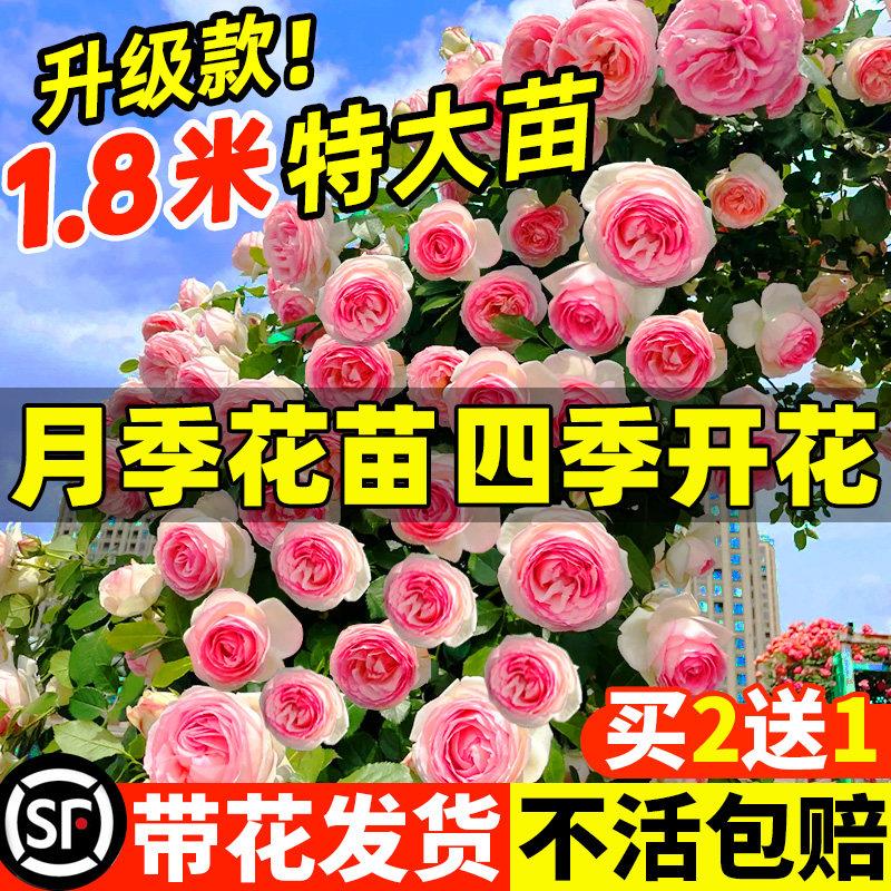 月季蔷薇爬藤大苗四季开花庭院植物树苗花卉盆栽玫瑰藤本老桩耐寒