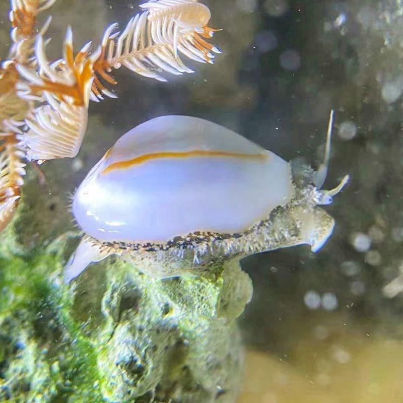 金环宝螺紫底星螺虹口螺亚洲宝贝螺海缸吃藻生物皮实好养