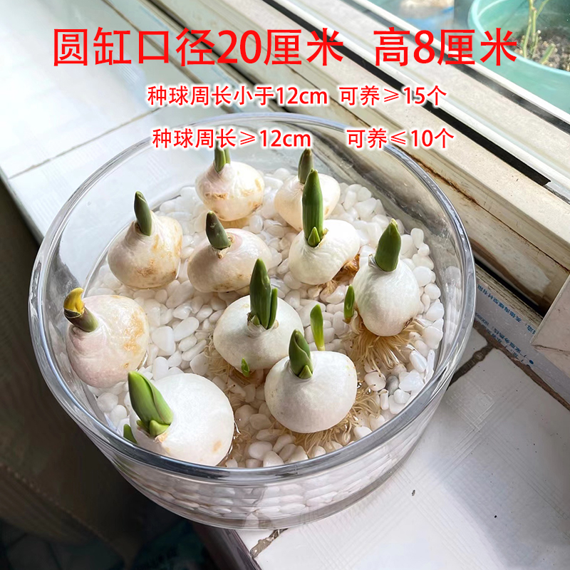 水培郁金香玻璃器皿花盆水养植物水仙花瓶绿萝水培花卉送石头圆缸