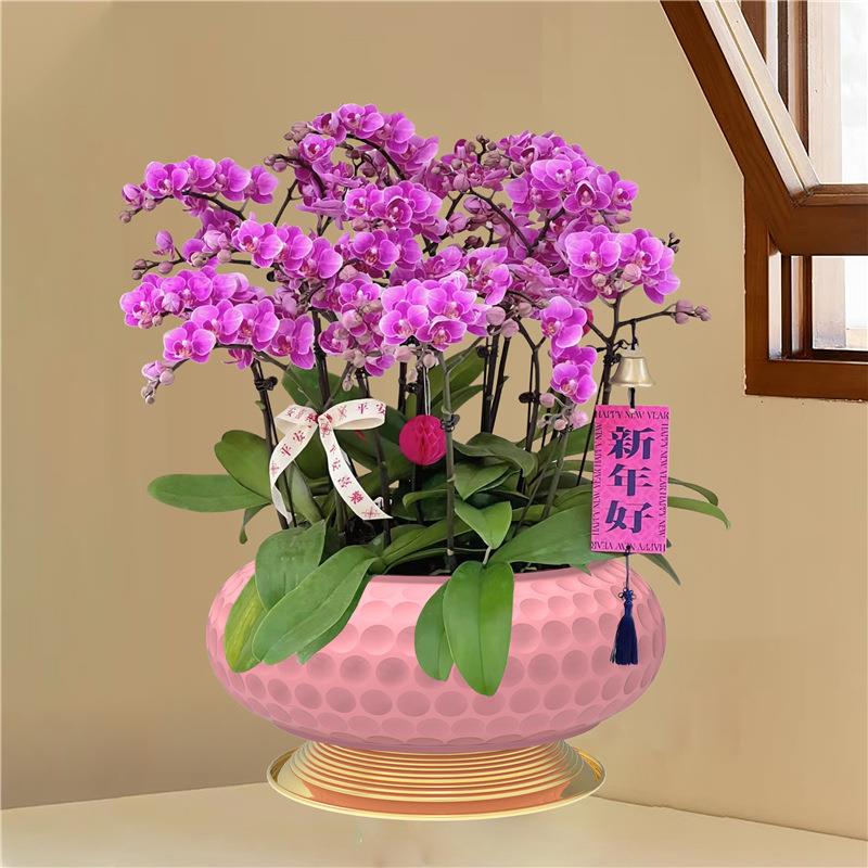 电镀锤点圆弧盘铁艺花盆花器蝴蝶兰盆金属北欧花架冬青盆器绿植仿