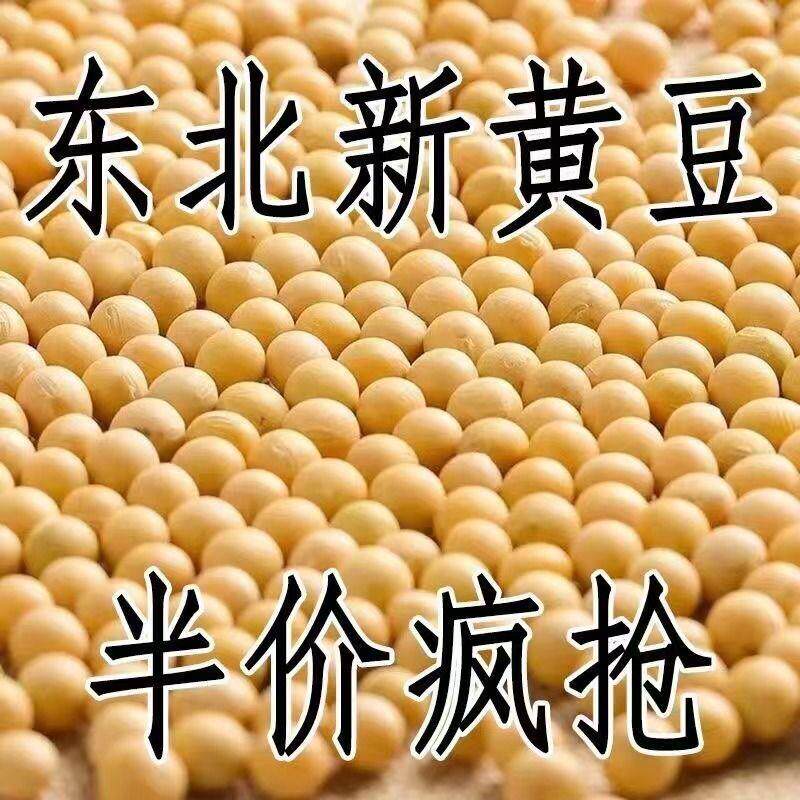 【5斤特价】东北新黄豆非转基因大豆打豆浆新鲜发豆芽批发10g
