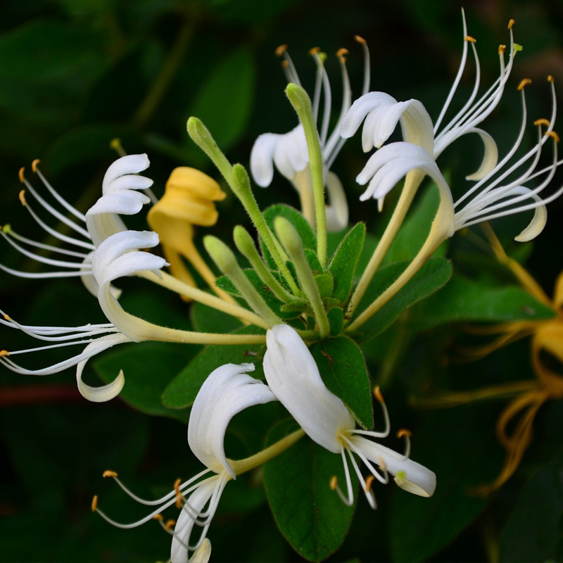 金银花苗爬藤植物四季种植红色金银花树苗木室内阳台盆栽花卉