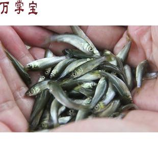 喂乌龟吃 小型幼龟开口粮鲫鱼 小活鱼苗易养活鳄龟食物饲料鱼活