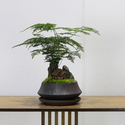 文竹盆栽植物室内客厅茶几办公室桌面小绿植云竹盆景好养四季常青