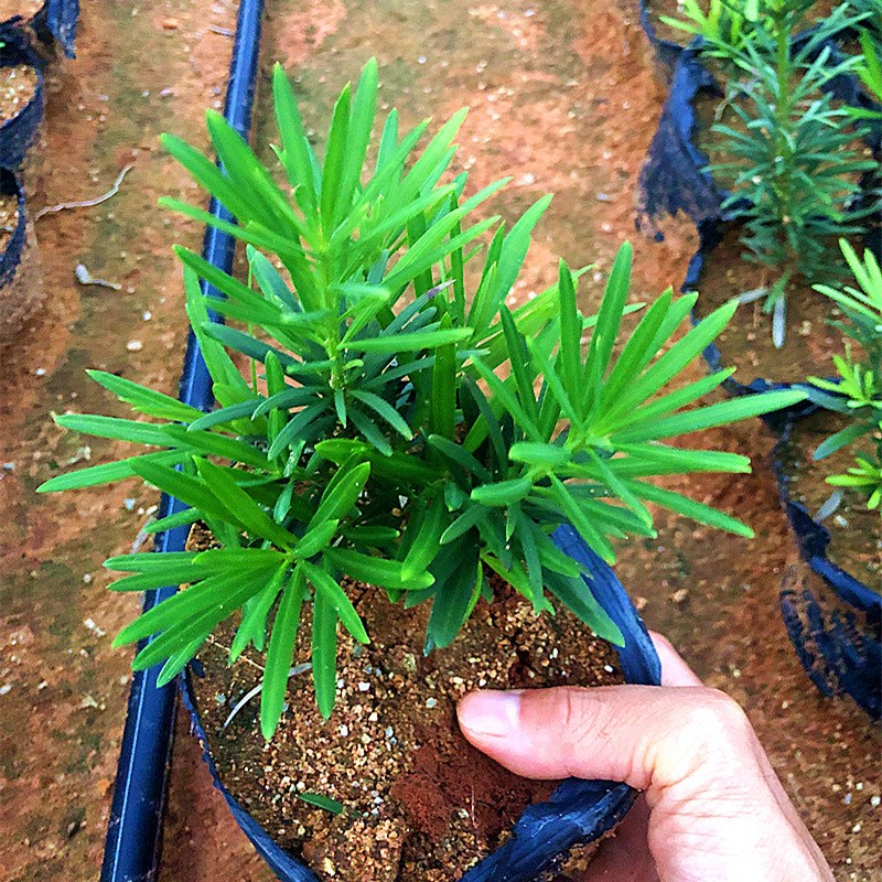小叶雀舌罗汉松绿植天子四季常绿室内庭院小盆栽园艺造型盆景树苗