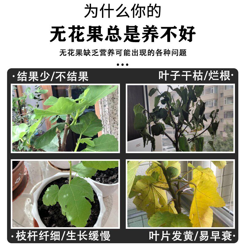 无花果专用肥料营养液无花果树肥料有机复合肥水果树肥盆栽种植肥