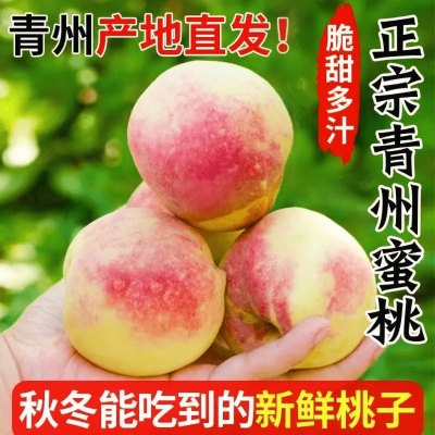 【下单立减40】正宗青州蜜桃山东脆桃应季新鲜桃脆甜多汁3斤5斤 Y