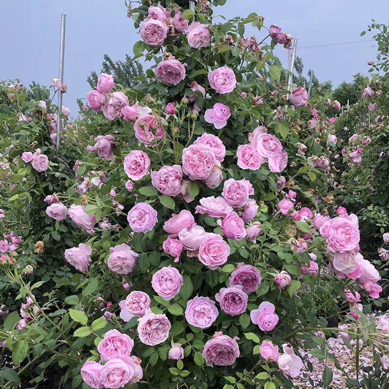 藤本植物玫瑰花苗自由精神四季植物庭院花卉植物大花浓香爬藤月季,鲜花速递/花卉仿真/绿植园艺,月季/蔷薇/玫瑰,淘宝优惠券,粉丝福利购,淘宝优惠卷