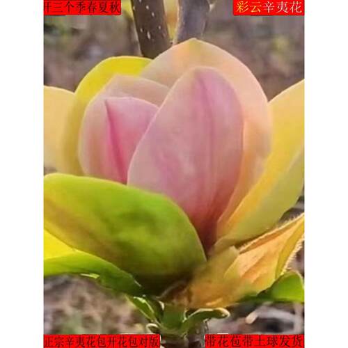 【带花苞浓香型】四季矮化红玉兰花盆栽紫玉兰花树矮种超级耐寒