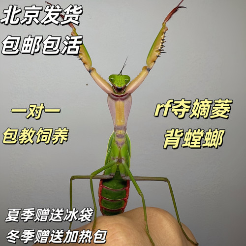 RF夺嫡菱背螳螂RF盾螳螂巨人螳螂观赏螳螂懒人宠物儿童礼物