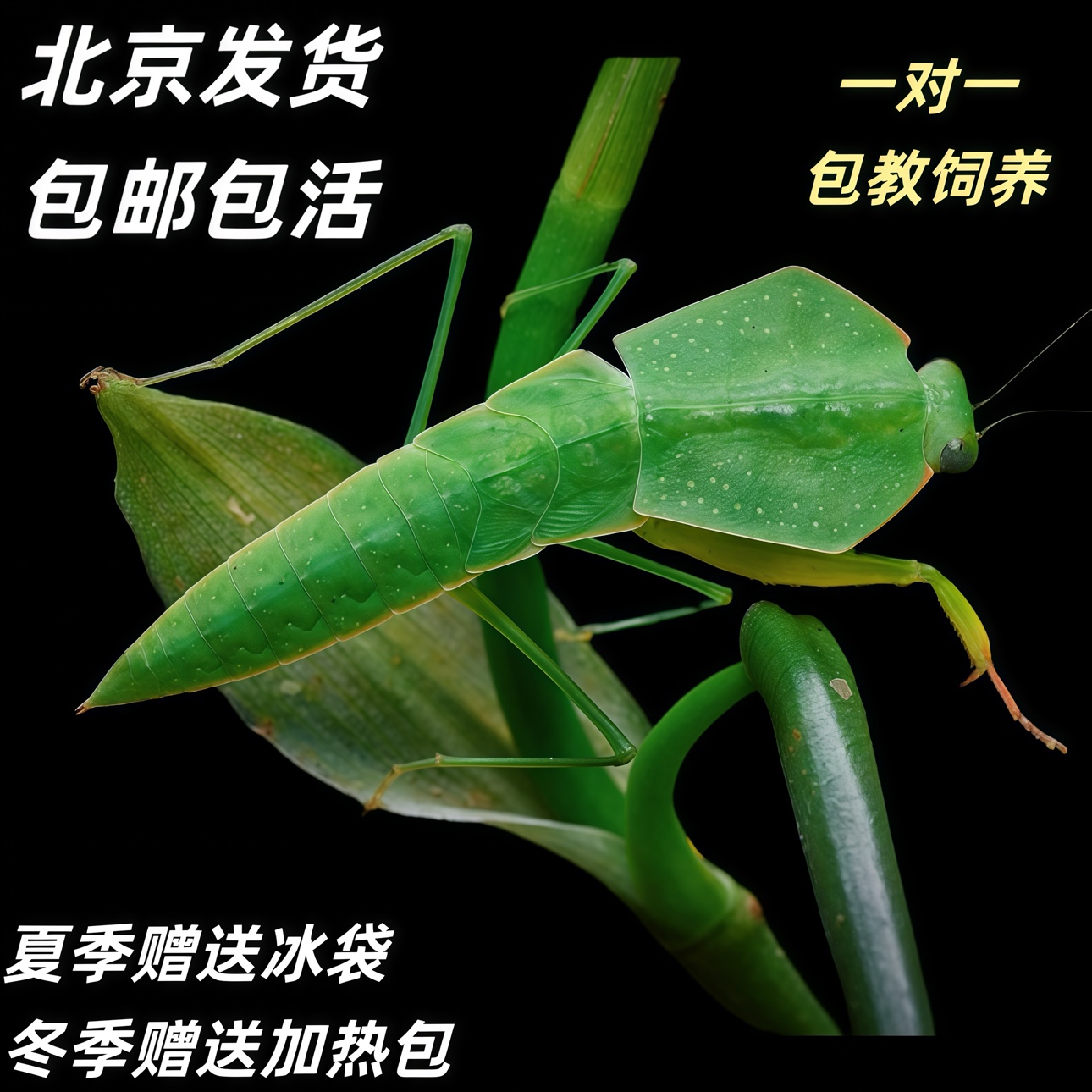 亚叶螳螂亚叶背螳螂叶子虫叶子螳螂懒人宠物桌面宠物宿舍宠物