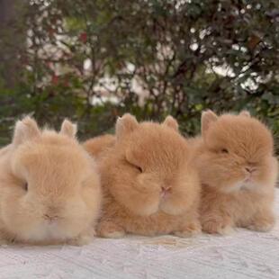 美系双血统侏儒兔活体迷你小型凤眼海棠猫猫兔茶杯宠物兔子活物