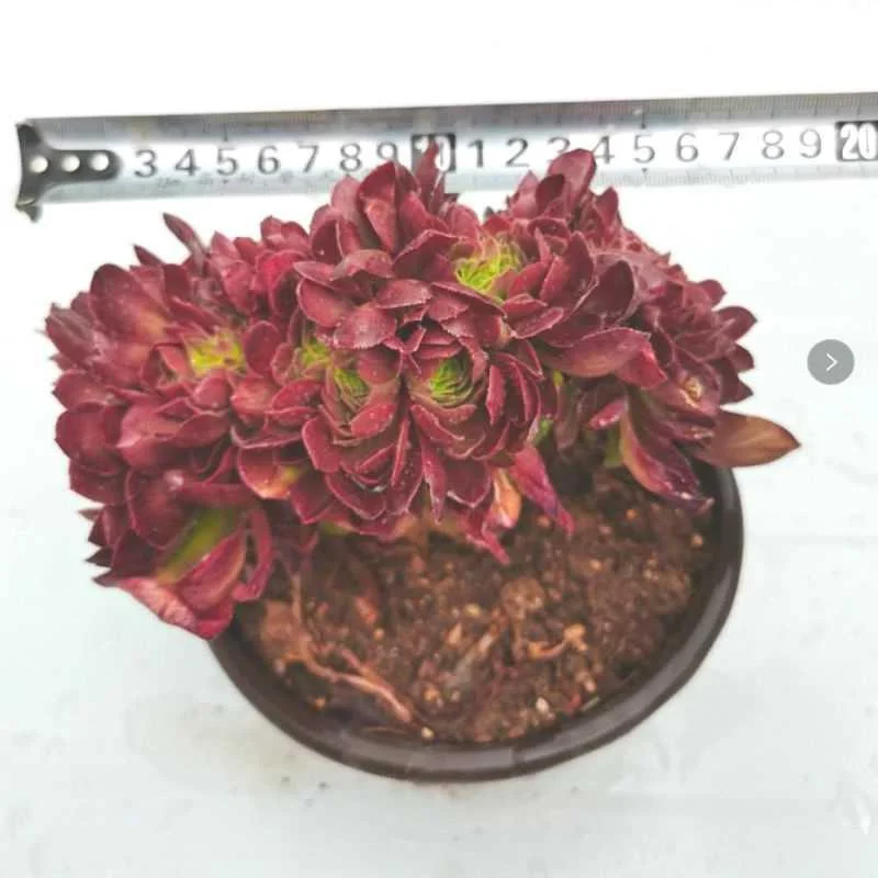 法师多肉万圣节沙拉碗缀化朵朵状态多头老桩缀化妖桩盆栽植物新品