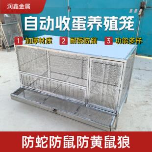 鸡笼可自动收纳鸡蛋防黄鼠狼自动滚落鸡蛋不锈钢网片镀锌支架