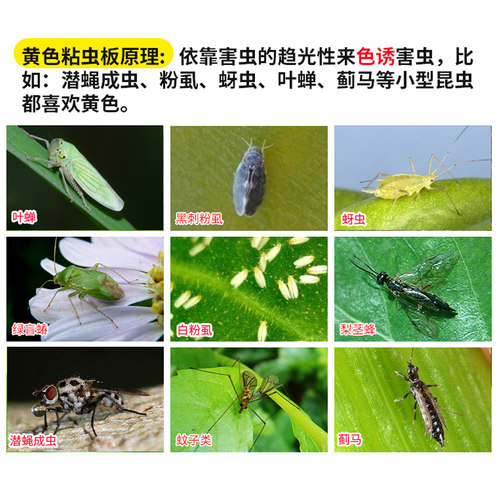粘虫板黄板农用家用厨房大棚双面胶小飞虫纸粘虫子沾虫贴苍蝇除虫