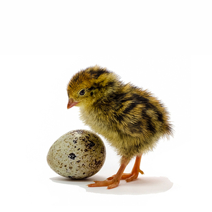 鹌鹑蛋受精种蛋新手可孵化黑羽黄羽高产蛋鹌鹑鸟当天新鲜鹌鹑种蛋