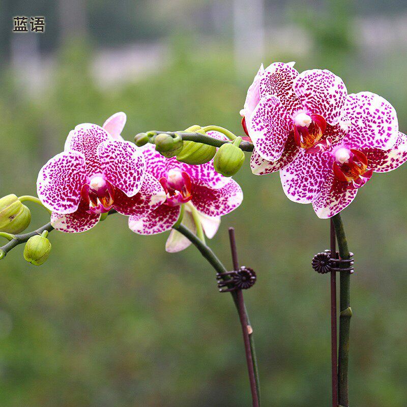 彩色蝴蝶兰盆栽 小型兰花带花苞 室内办公室桌面绿植开花植物花卉