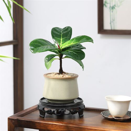 琴叶榕盆栽室内净化空气观叶植物 四季好养新手绿植盆景