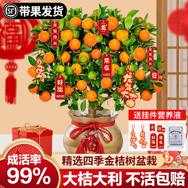 金桔树盆栽树苗可食用脆皮脆蜜橘子果树客厅四季室内沙砂糖桔带果