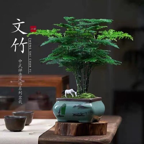 文竹盆栽室内客厅植物花卉办公室绿植桌面净化空气创意小盆景原盆
