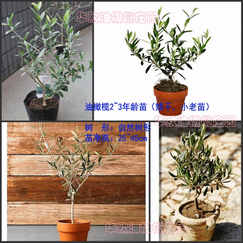 华欧油橄榄盆栽老根粗小绿植物室内植物桌面花卉客厅阳台四季好养