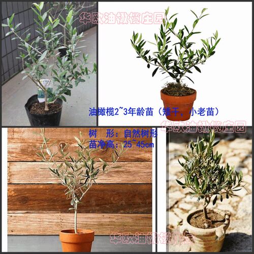 华欧油橄榄盆栽老根粗小绿植物室内植物桌面花卉客厅阳台四季好养