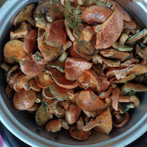 野生松菌,松乳菇干品当季,寒菌,谷熟菌,枞树菌,九月香官方旗舰店