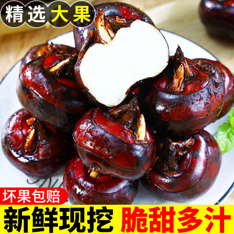正宗新鲜马蹄荸荠5斤地梨孕妇水果农家地栗荸荠地栗马蹄子新鲜