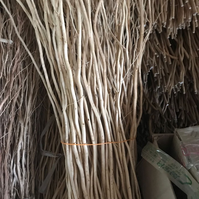 龙柳 龙柳干枝假树枝装饰白色干花龙桑装饰隔断橱窗装饰天然树枝