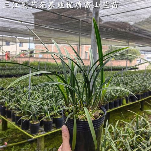 兰花苗建兰富山奇蝶兰花老种大苗特浓香客厅阳台庭院绿植花卉好养