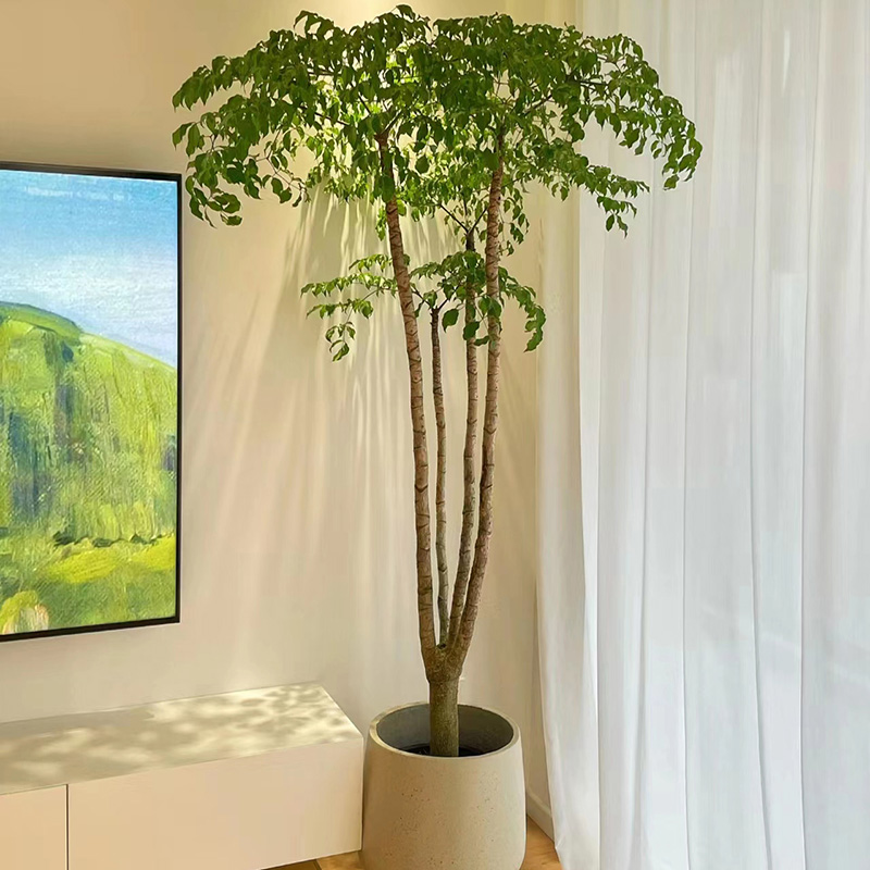 幌伞枫原生老桩大幸福树大型盆栽室内盆景阳台客厅绿植办公室植物