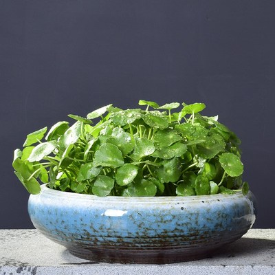 创意水仙花盆陶瓷无孔大号家用水培盆器铜钱草绿萝水养一叶莲容器